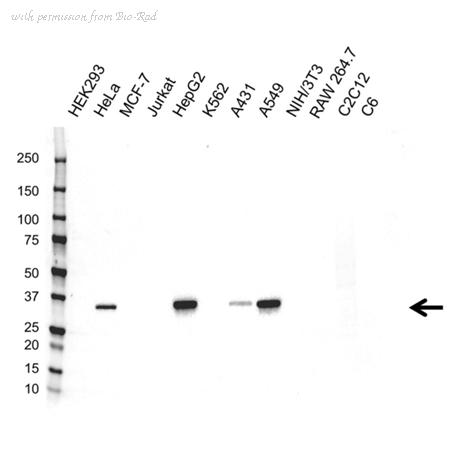 Bio-Rad VMA00334 image 1