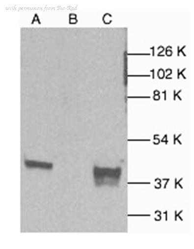 Bio-Rad AHP2410 image 1