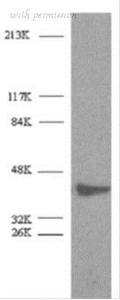 Bio-Rad AHP2417 image 1