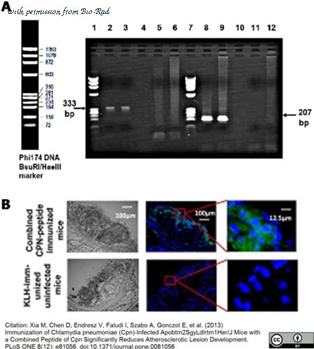 Bio-Rad MCA2718 image 1
