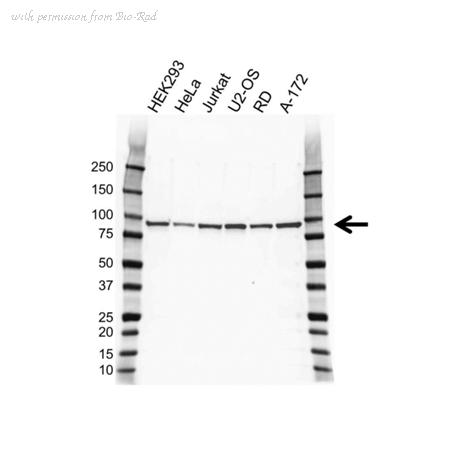 Bio-Rad VMA00381 image 1