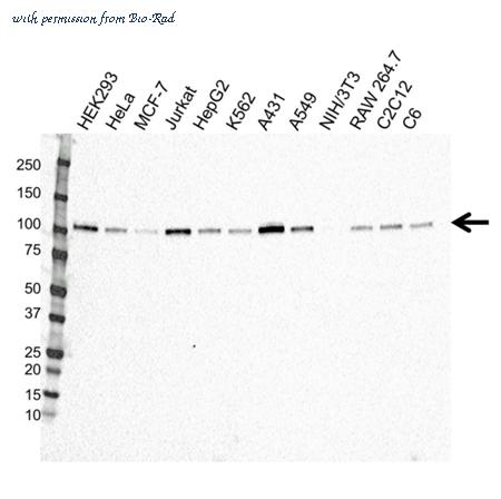 Bio-Rad VMA00405 image 1