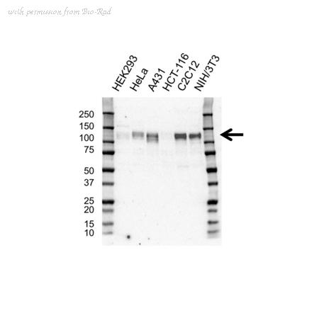 Bio-Rad VPA00294 image 1