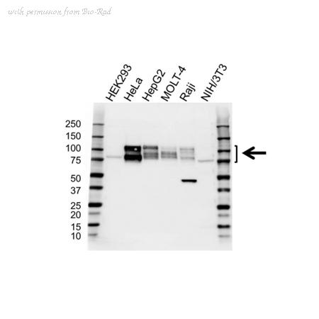 Bio-Rad VPA00372 image 1