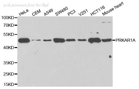 Bio-Rad AHP2514 image 1