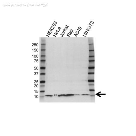 Bio-Rad VMA00464 image 1