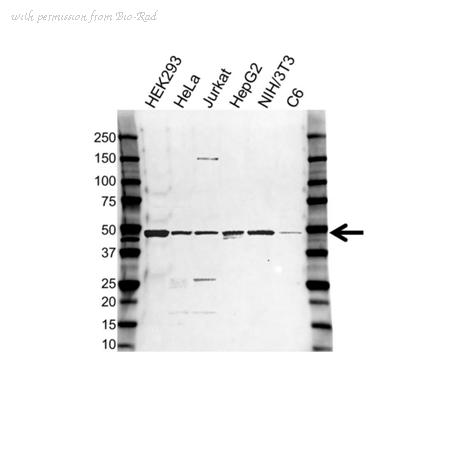 Bio-Rad VPA00485 image 1