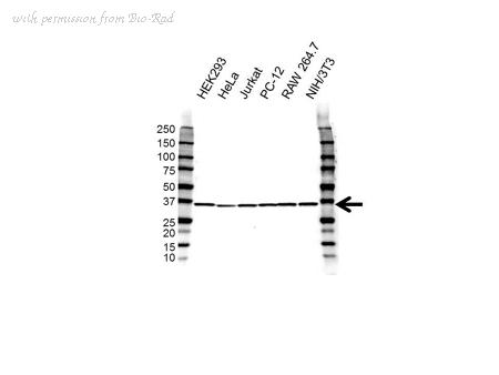 Bio-Rad VPA00491 image 1