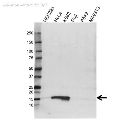 Bio-Rad VPA00603 image 1