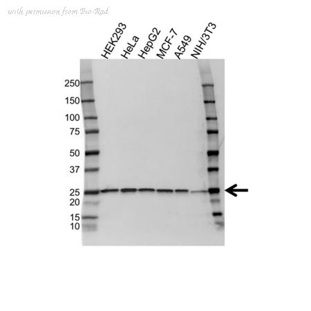 Bio-Rad VMA00583 image 1
