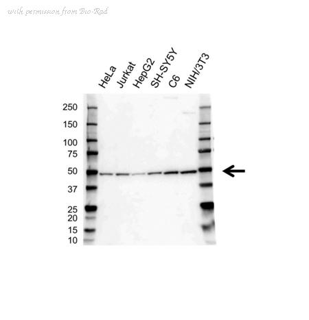 Bio-Rad VPA00651 image 1