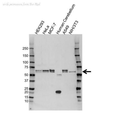 Bio-Rad VPA00671 image 1