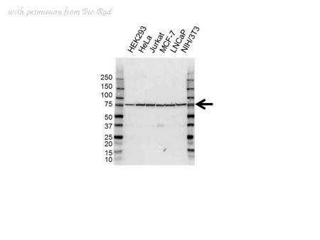 Bio-Rad VPA00695 image 1