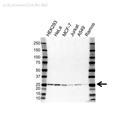 Bio-Rad VPA00707 image 1