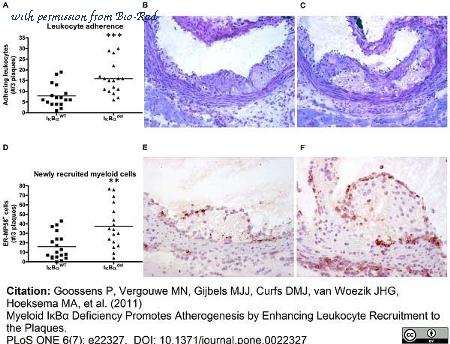 Bio-Rad MCA2391 image 1