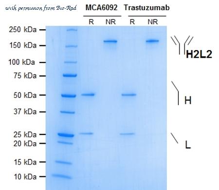 Bio-Rad MCA6092 image 1