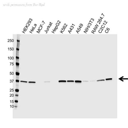 Bio-Rad VMA00558 image 1