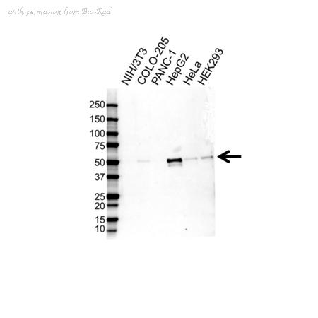 Bio-Rad VMA00663 image 1