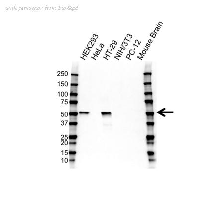 Bio-Rad VMA00664 image 1