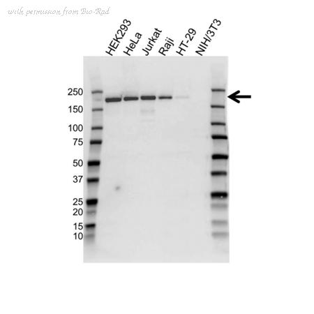 Bio-Rad VMA00674 image 1