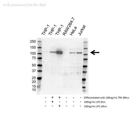 Bio-Rad VMA00635 image 1
