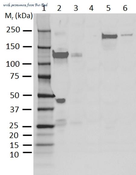 Bio-Rad MCA6110 image 1