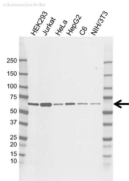 Bio-Rad VMA00573 image 1