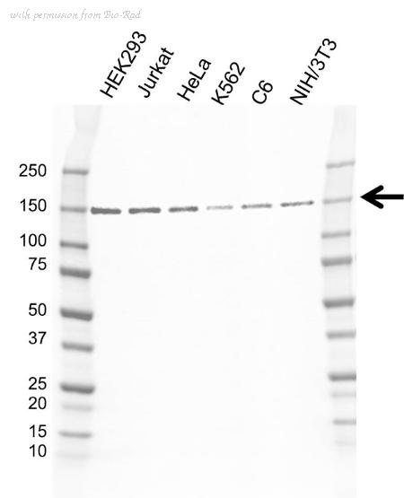 Bio-Rad VMA00610 image 1