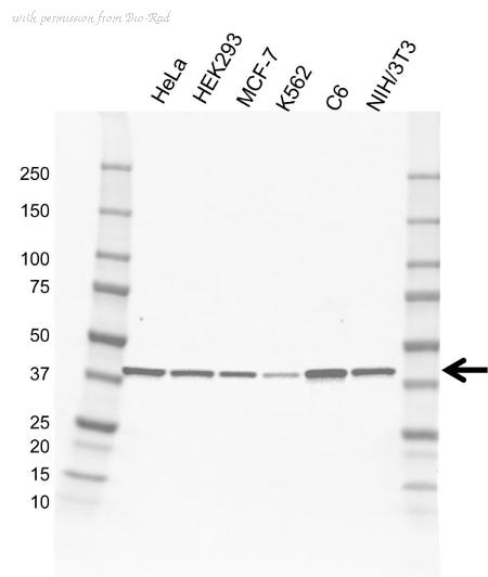 Bio-Rad VMA00679 image 1