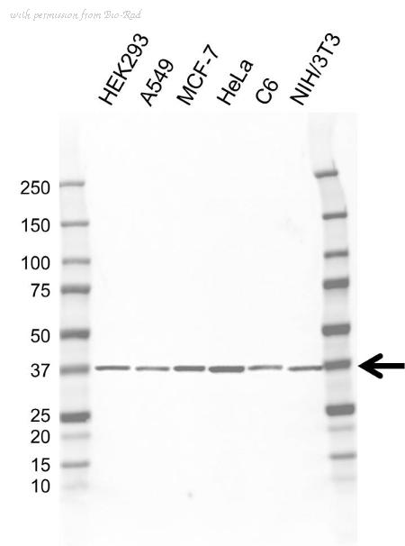 Bio-Rad VMA00685 image 1