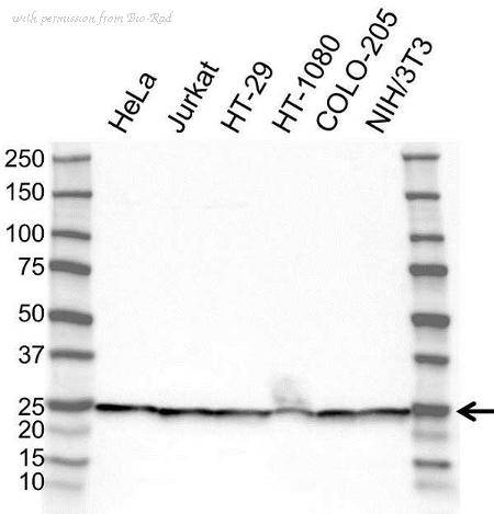 Bio-Rad VPA00919 image 1