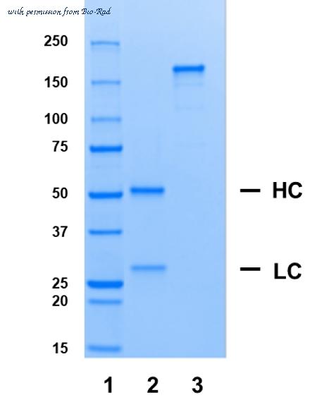 Bio-Rad HCA318 image 1