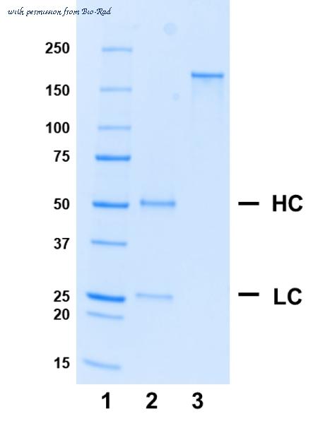 Bio-Rad HCA319 image 1