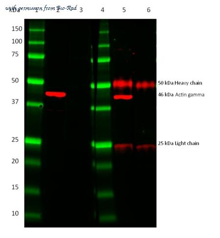 Bio-Rad STAR209PT image 1