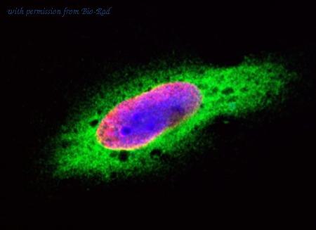 Bio-Rad 1351303 image 1