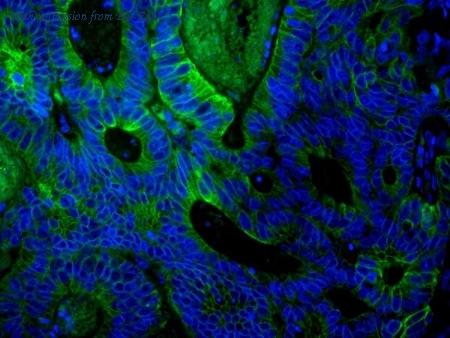 Bio-Rad 1351304 image 1