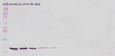 Bio-Rad AHP2802Z image 1