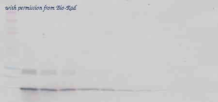 Bio-Rad AHP2810Z image 1