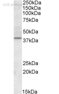 Bio-Rad AHP3009 image 1