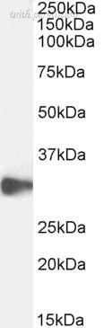Bio-Rad AHP3010 image 1