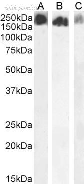 Bio-Rad AHP3011 image 1