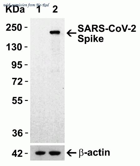 Bio-Rad AHP3013 image 1