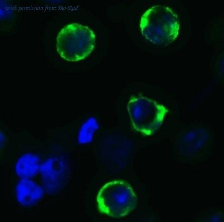 Bio-Rad AHP3014 image 1