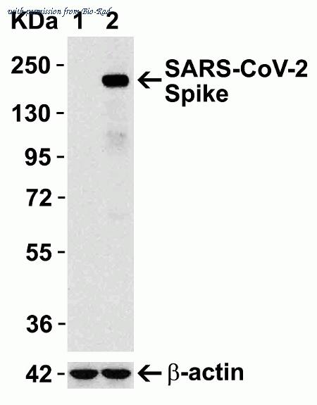 Bio-Rad AHP3015 image 1