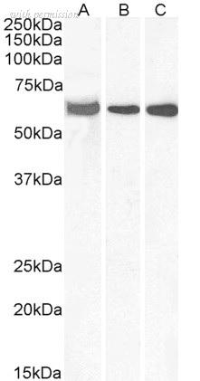 Bio-Rad AHP3021 image 1