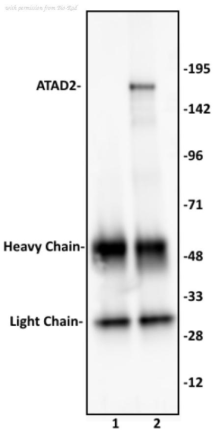 Bio-Rad AHP3026 image 1
