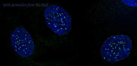 Bio-Rad AHP3033 image 1