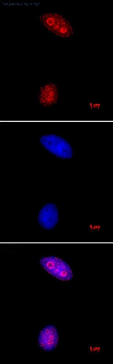 Bio-Rad AHP3054 image 1