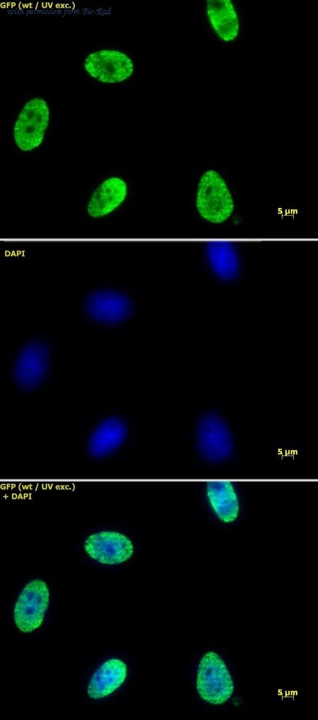 Bio-Rad AHP3071 image 1