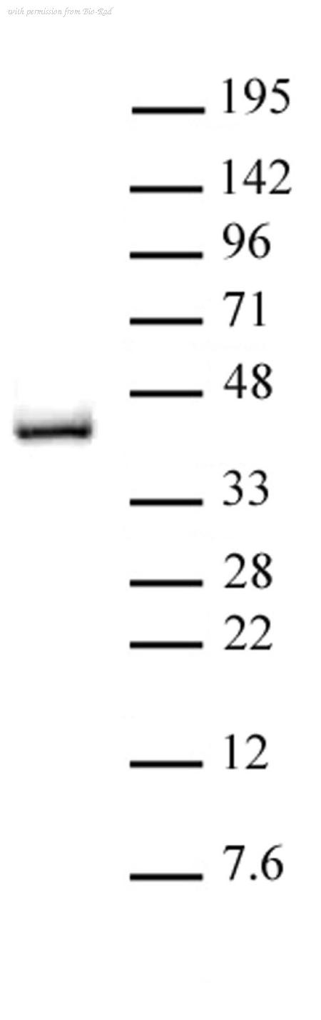 Bio-Rad AHP3077 image 1